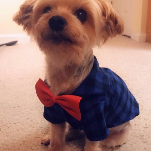 Dog Clothes- Small - Picture 4 of 5